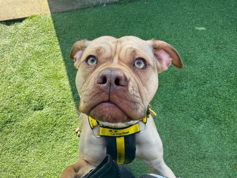 Nala photo 3
