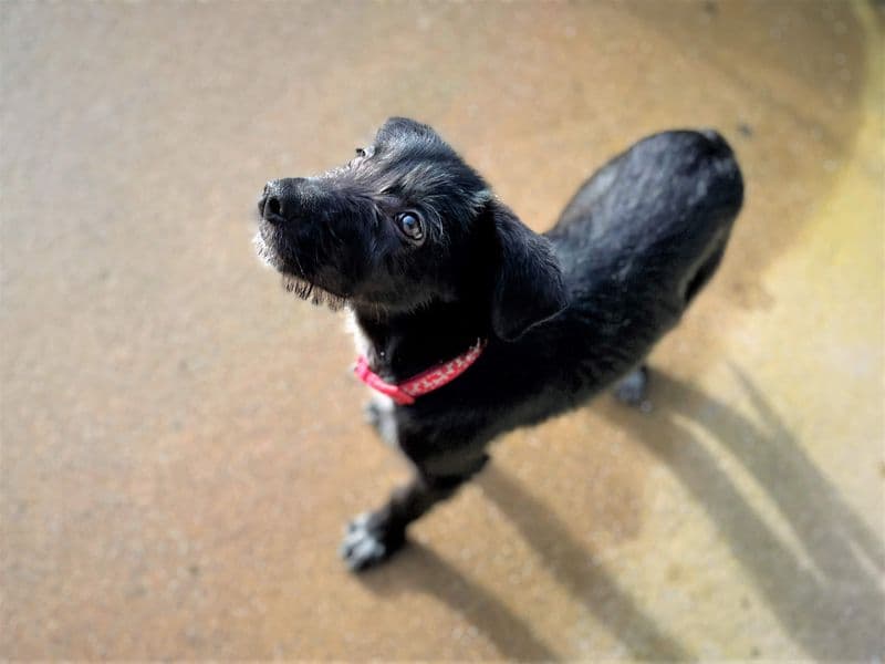 Benji photo 2