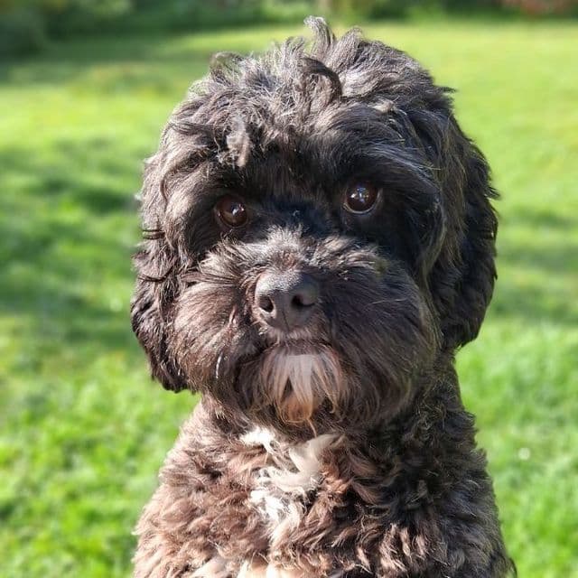 Peaches — Cavapoo