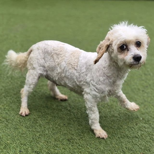 Carry — Cavapoo