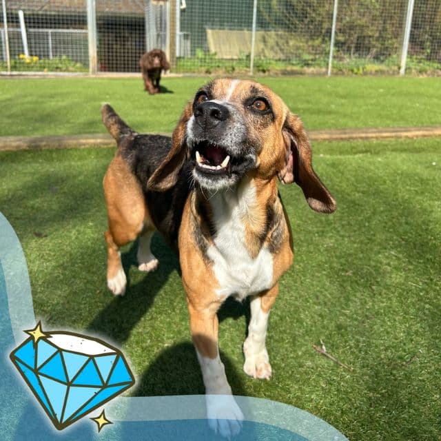 Reet — Beagle