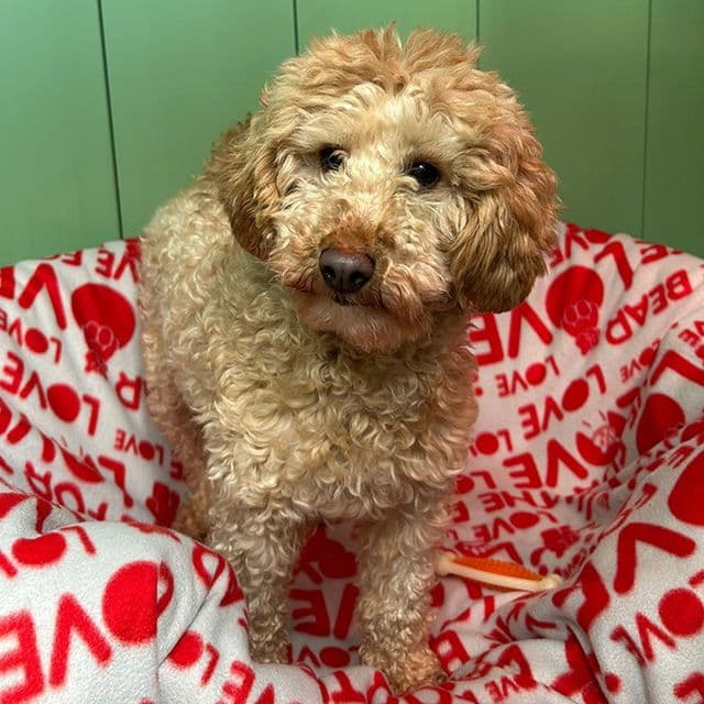 Foster — Poodle