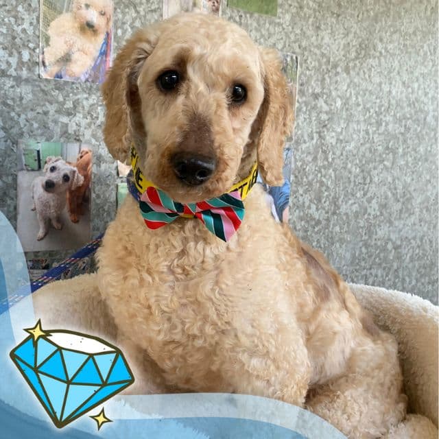Kingston — Poodle