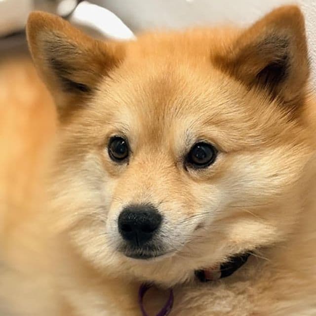 Primrose — Pomsky