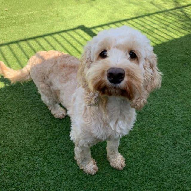 Denise — Cockapoo