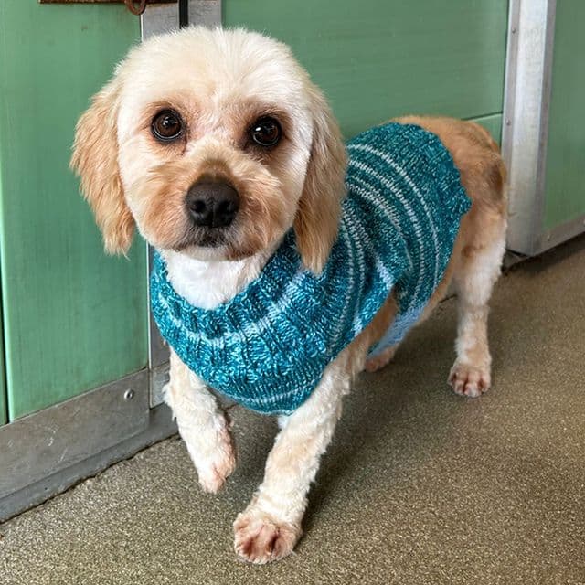 Ravix — Cavachon