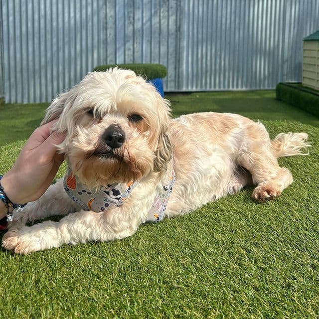 Rivenook — Shih Tzu Cross