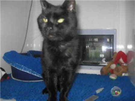 Binx — Unknown