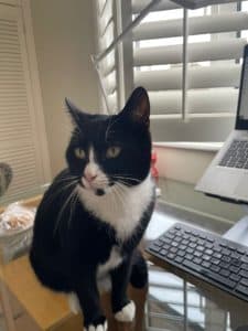Oreo photo 2